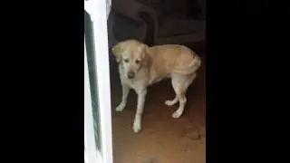 Dogs are creatures of habit.