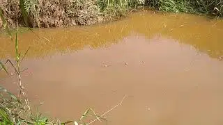 Jaring ku di serbu abis-abisan  gara-gara ikan penunggu sungai ini...