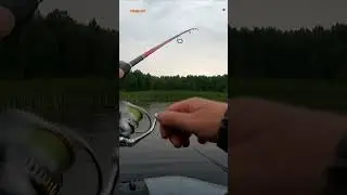 #shorts ПОПЛАПОППЕР.  ПОКЛЕВЫВАЕТ ЕЩЕ НА ОПАРЫША