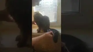 Бонька ненавидит когда её расчесывают
