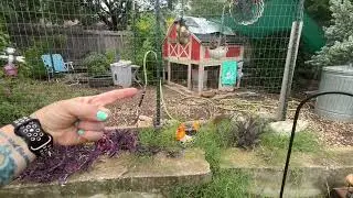 Let's Simplify: What Do You REALLY Need For Backyard Chickens?