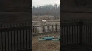 Белый медведь хозяйничает в якутском поселке
