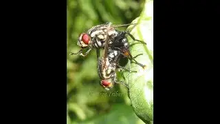 MOSCAS APAREÁNDOSE Oxysarcodexia sp