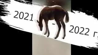 Немного моей конной истории 2021-2022 г.