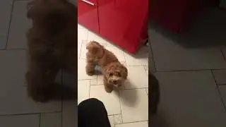 Дрессировка 😈