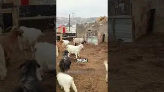 Mountain goats improve the sheep gene pool 🤯