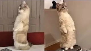 😸Мои Котики- хулиганы! 🐈(Манчкин)