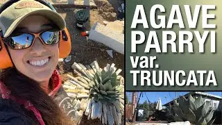 The Best Small Agave for Your Yard | Sara Bendrick