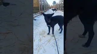 ПРИЮТ ЖИВОТНЫХ🐶 #образование #ученики #школа #school #втренде #shorts