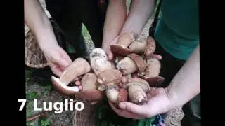 Porcini 2016  Primavera Estate