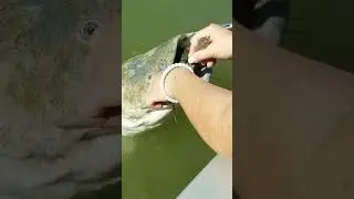 Family Rescues Turtle From Mouth of Giant Catfish