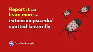 Spotted Lanternfly Awareness