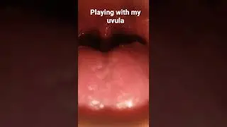 The uvula and tonsils