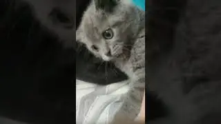 битва  с котиком (Том) часть 1