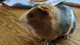 Zippy The Guinea Pig.