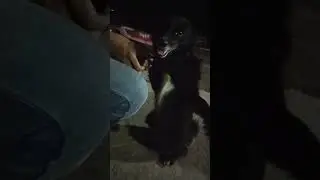 little black dog #shorts