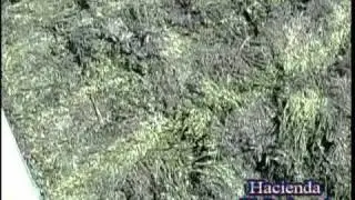 Alma de anil, Indigo dye Extraction process