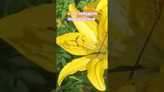 💕Лилии 
