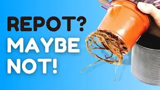 10 Plant Care Tips That Are Actually Harmful