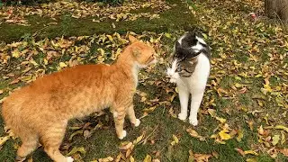 Cats can be surprisingly cruel