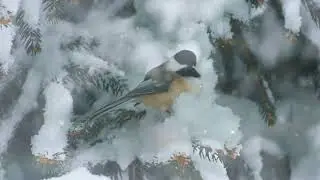 Караоке 