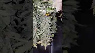 Day 2 of Drying #education #howto #dank #gardening #flower ##goldleaf #drying  #weed #marijuana