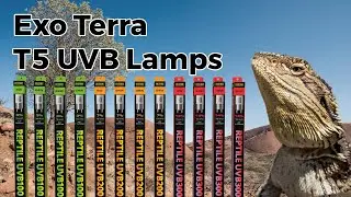 Exo Terra's T5 UVB Lamps