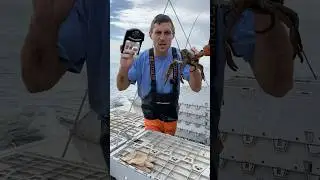 I challenged a lobster to a strength contest! 