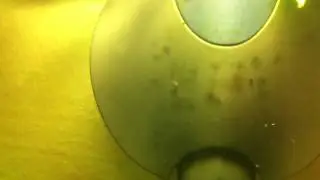 Just born baby shrimp. Net geboren baby garnaal