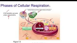 Cellular Respiration vs Photosynthesis