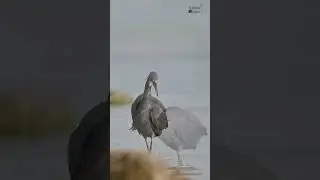 Ready for Action - Western Reef Heron #youtubeshorts #birdsanctuary #herons #shorts