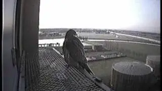 Peregrine Falcons in Zwolle Saturday February 16, 2008