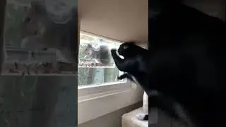 Cat got a big fish and so happy