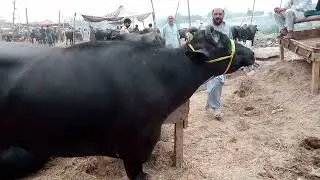 3 lac ki bhens
