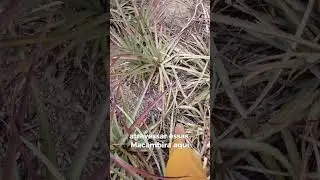 PERNEIRA NÃO É SÓ PARA PICADA DE COBRA! 🐍