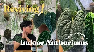 Reviving Indoor Anthuriums | EasyCare Guide on Delicate Anthurium Species