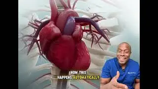 Liver Shots in Boxing: The Science Explained