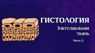 НАЧАЛО ГИСТОЛОГИИ (2) | Эпителиальные ткани, покровный и железистый
