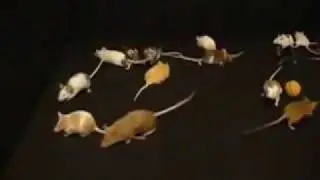 Mice Girls: Up Close