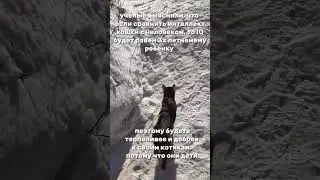 #бенгал #бенгальскаякошка #кот