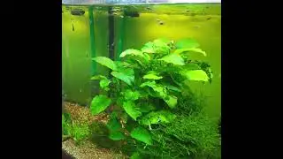 🇨🇵 mon Aquarium guppy endler / Bể Cá cảnh Bảy màu . Cuộc sống Pháp .