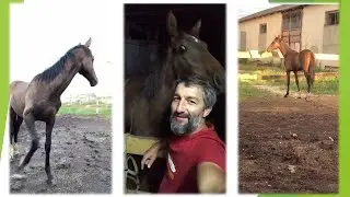 Дуглас привыкает ко мне. 239