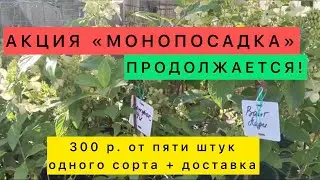 Гортензии «Вайт Леди» «Конфетти» ЖДУТ СВОИХ ПОКУПАТЕЛЕЙ!