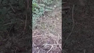 Лесной конёк птица