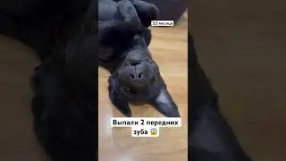 Становится беззубой 🥹 #dog #собака #собаки #лабрадор #животные #топ #puppy  #щенок #сон #dogs