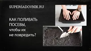 Как правильно поливать только что посеянные семена?