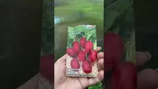 С чем сажают редис?