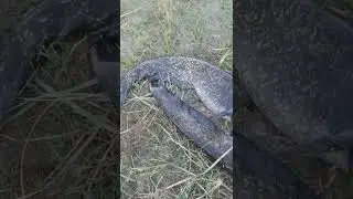 Ловля сома