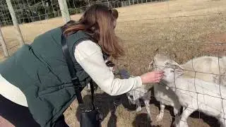 Feeding the Sheep & Goats 🐏🐐