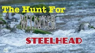 Winter STEELHEAD Fishing the Wilson river...